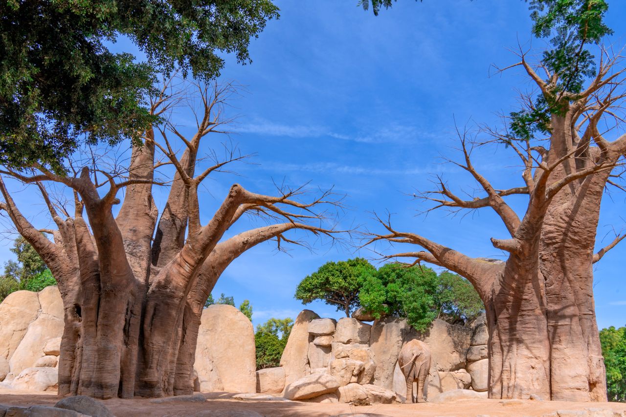 Madagascar: Lemurs, Baobabs & Beach